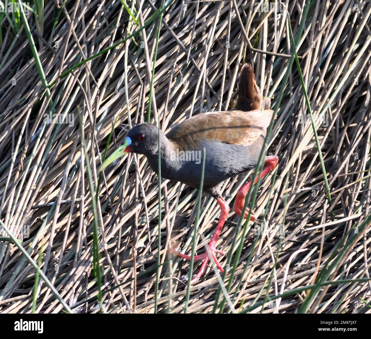A plumbeous rail (Pardirallus sanguinolentus) picks its way through rushes at the edge of a pool in marshes between Pisco and the Pacific Ocean. Pisco Stock Photo