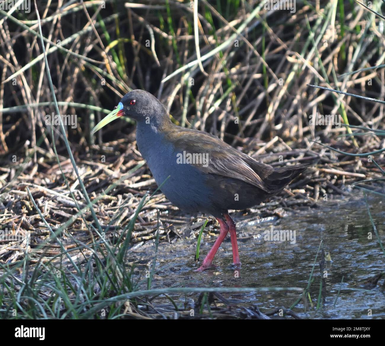 A plumbeous rail (Pardirallus sanguinolentus) picks its way through rushes at the edge of a pool in marshes between Pisco and the Pacific Ocean. Pisco Stock Photo