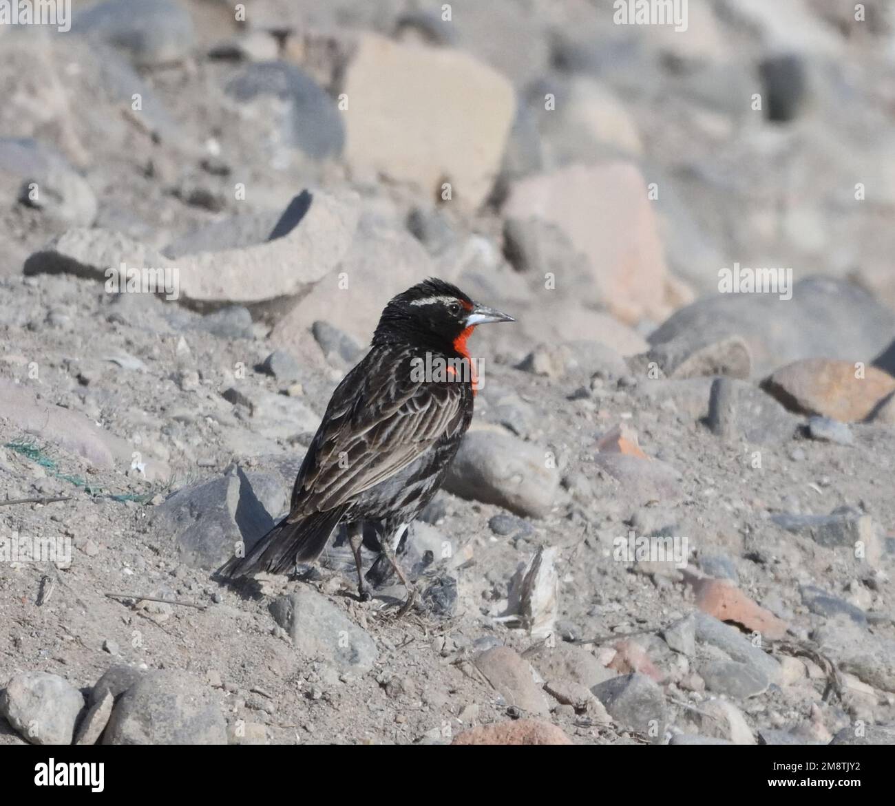 A male peruvian meadowlark (Leistes bellicosus) on a pile of rubble pool in marshes between Pisco and the Pacific Ocean. Pisco, Peru. Stock Photo