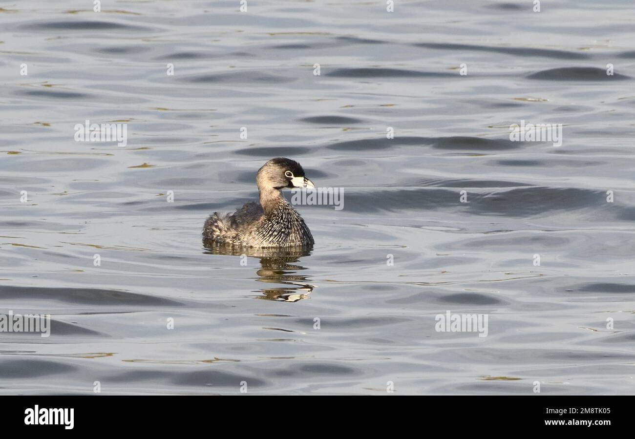 A pied-billed grebe (Podilymbus podiceps) on) in a pool in marshes between Pisco and the Pacific Ocean. Pisco, Peru. Stock Photo