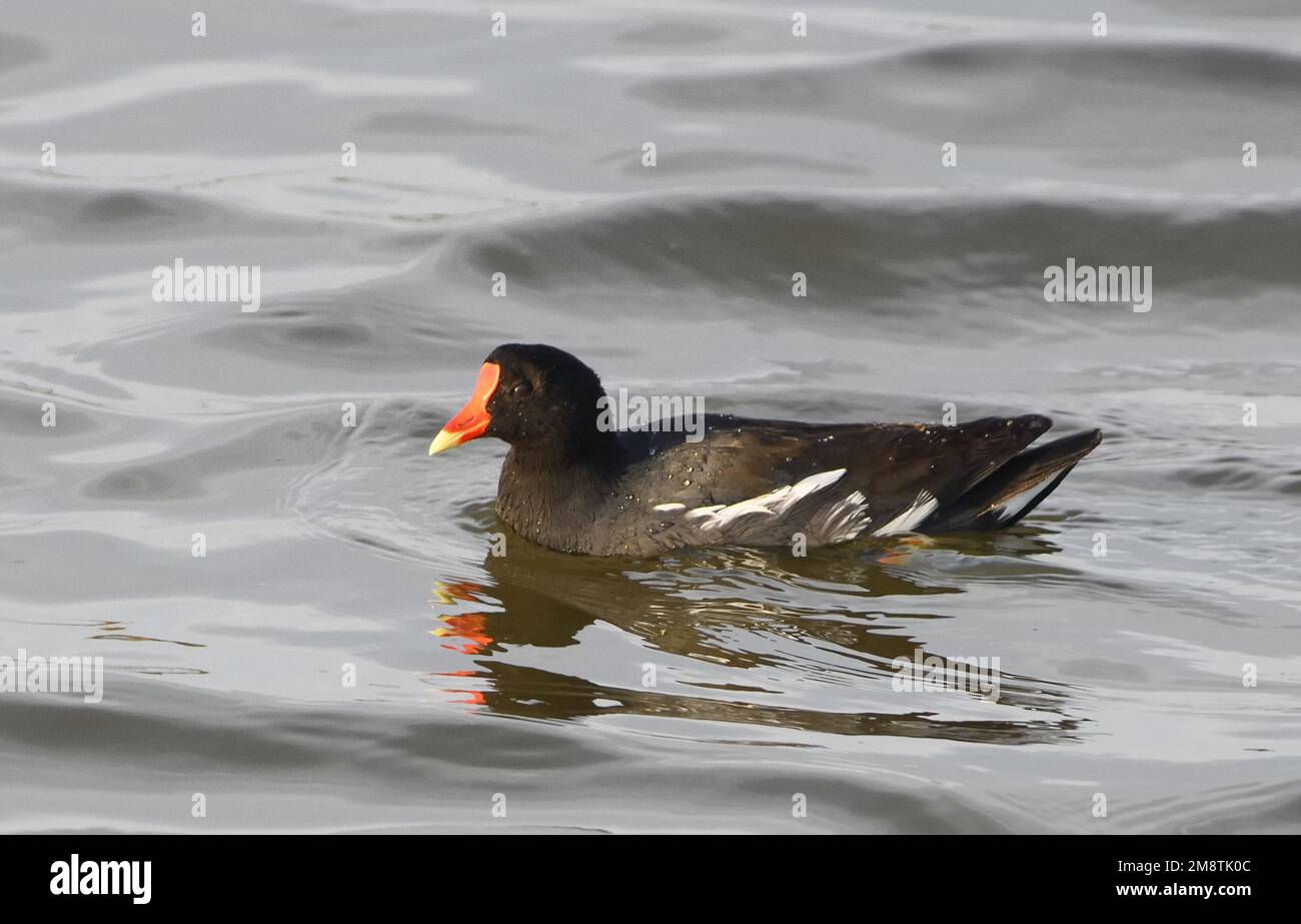 A common gallinule (Gallinula galeata) in a pool in marshes between Pisco and the Pacific Ocean. Pisco, Peru. Stock Photo