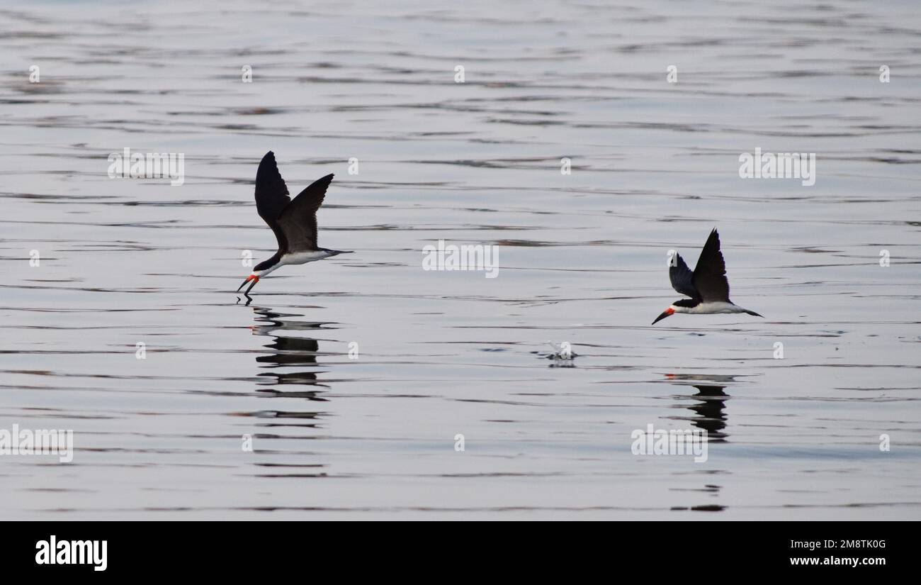 Black skimmers (Rynchops niger) doing what they are named for: flying with their lower mandible in the water to catch fish. Pisco, Peru. Stock Photo