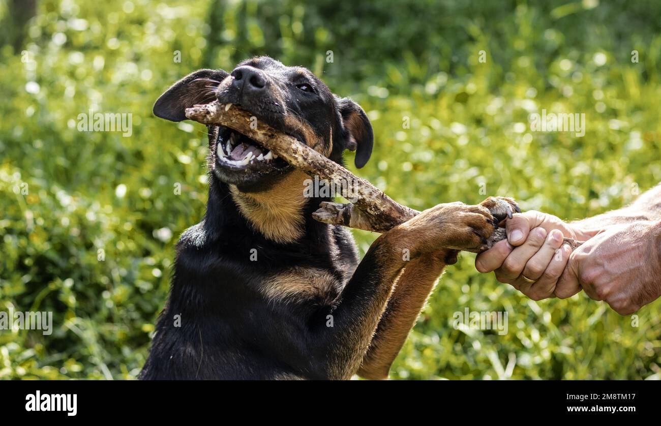 Domestic dog chewing wooden stick outdoors Stock Photo Alamy