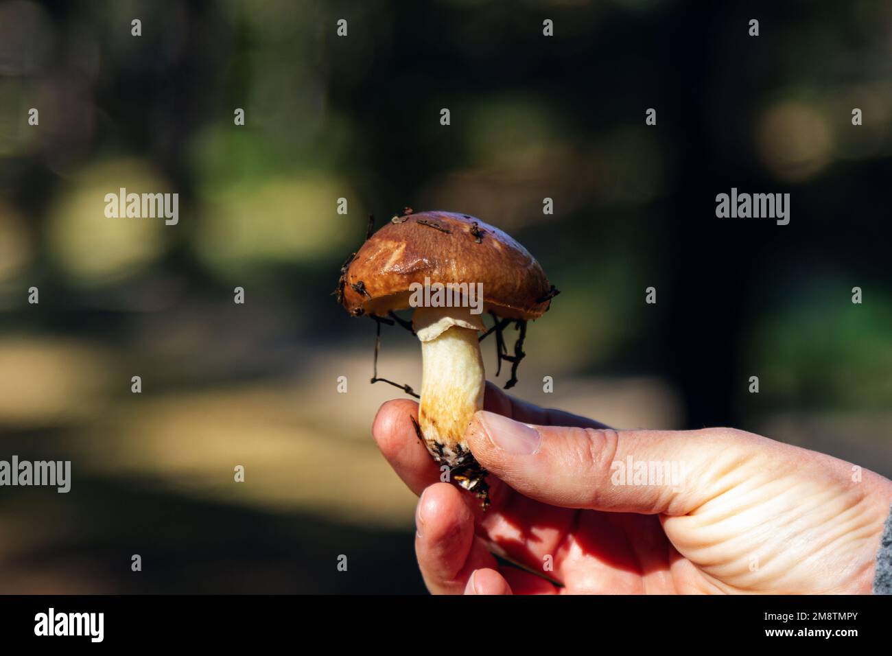 Hand holding small Honey mushroom in a forest. Autumn harvest. Stock Photo