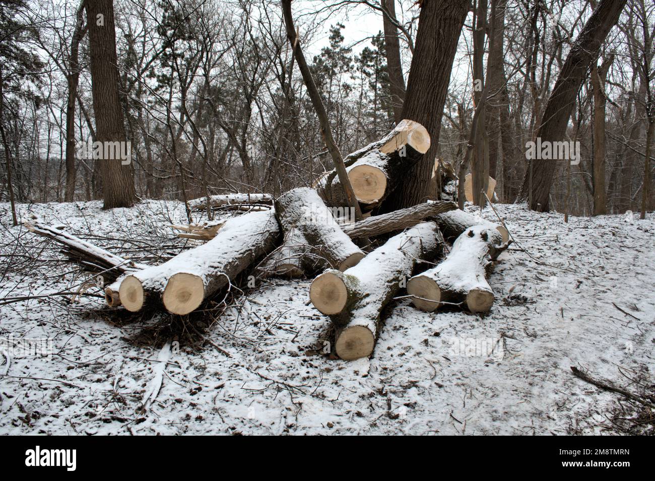 Winter season white snow dry woods sawn off logs background Stock Photo Alamy