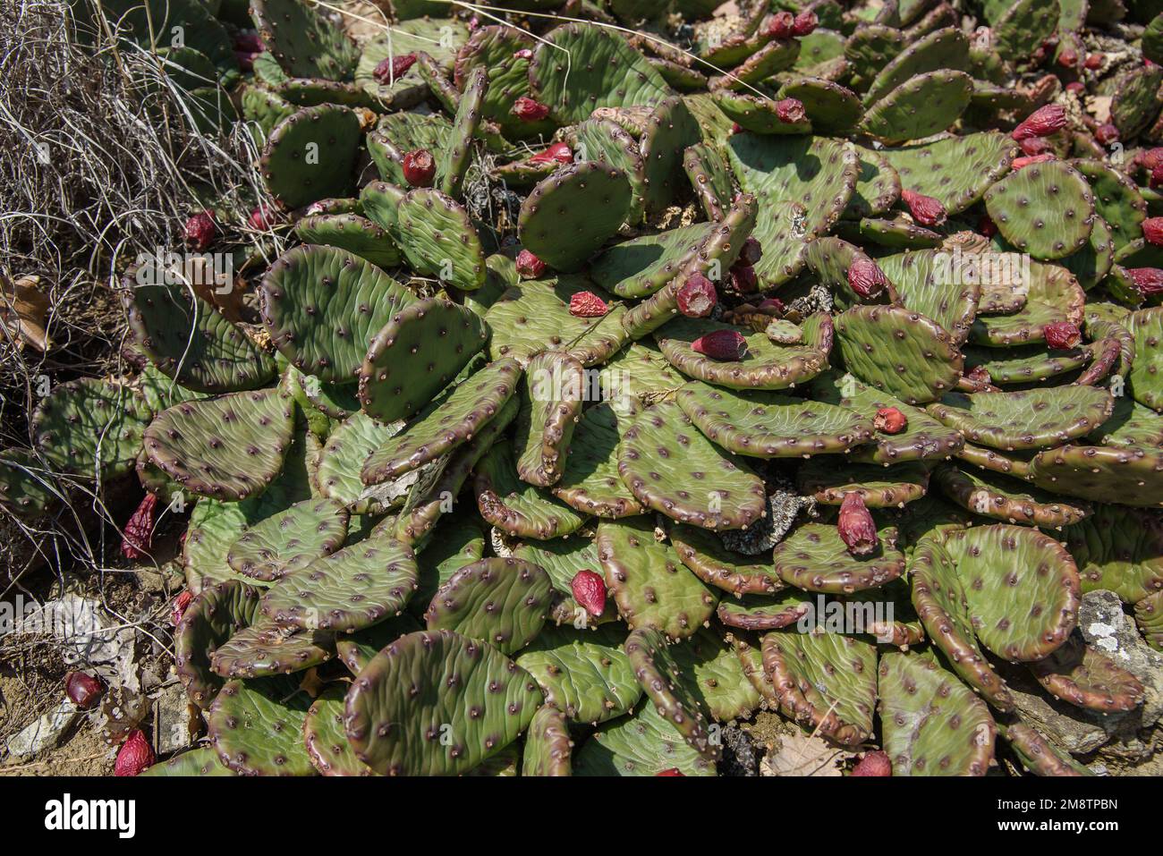 Wild Prickly Pear Cactus, Opuntia near Golitsyn trail in spring. Crimea Stock Photo