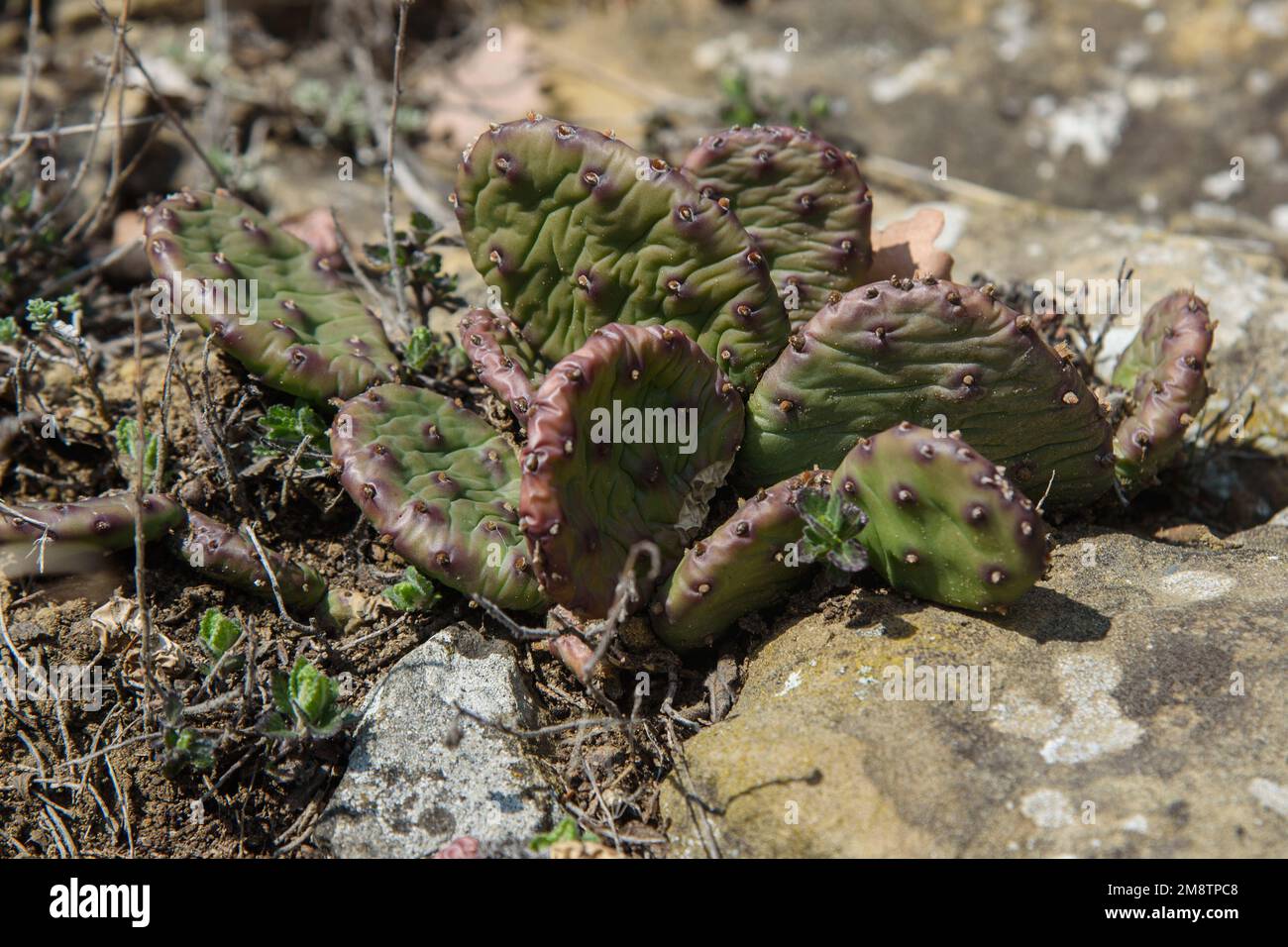 Wild Prickly Pear Cactus, Opuntia near Golitsyn trail in spring. Crimea Stock Photo