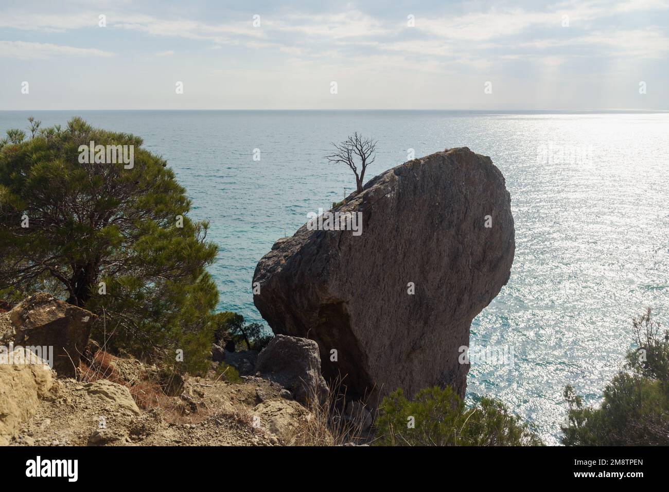 Lonely tree growing on rock on the sea background in spring. Novyi Svet, Crimea Stock Photo