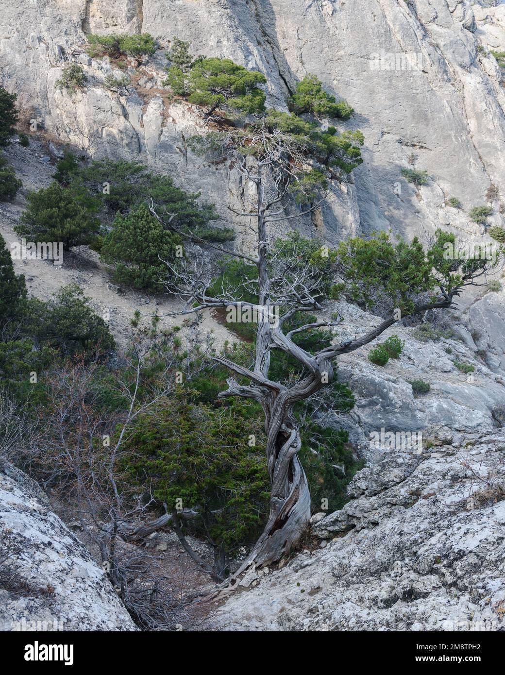 Lonely pine tree growing on rock in spring. Novyi Svet, Crimea Stock Photo