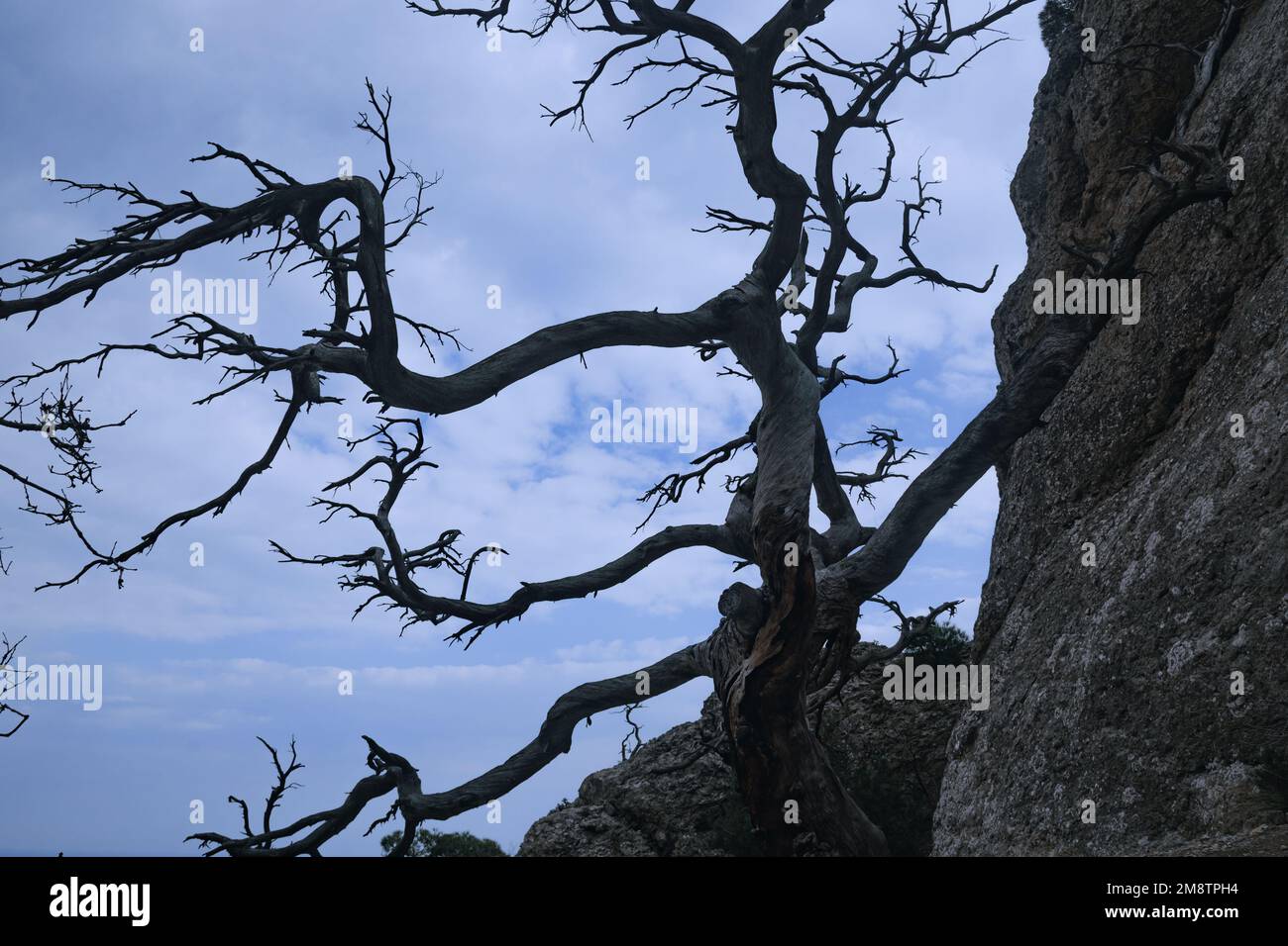 Lonely tree growing on rock on the sky background in spring. Novyi Svet, Crimea Stock Photo