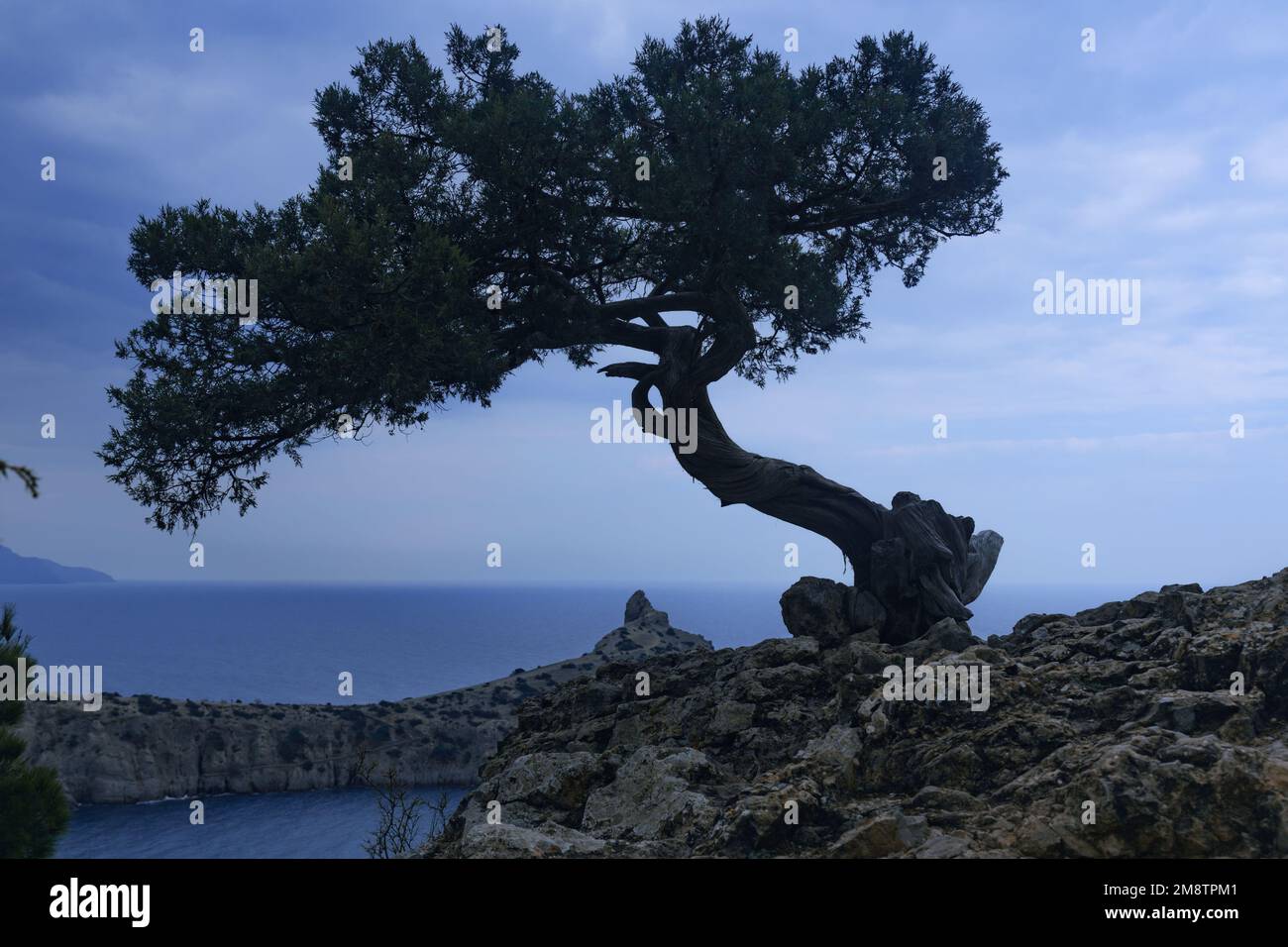 Lonely pine tree growing on rock on the sea background in spring. Novyi Svet, Crimea Stock Photo