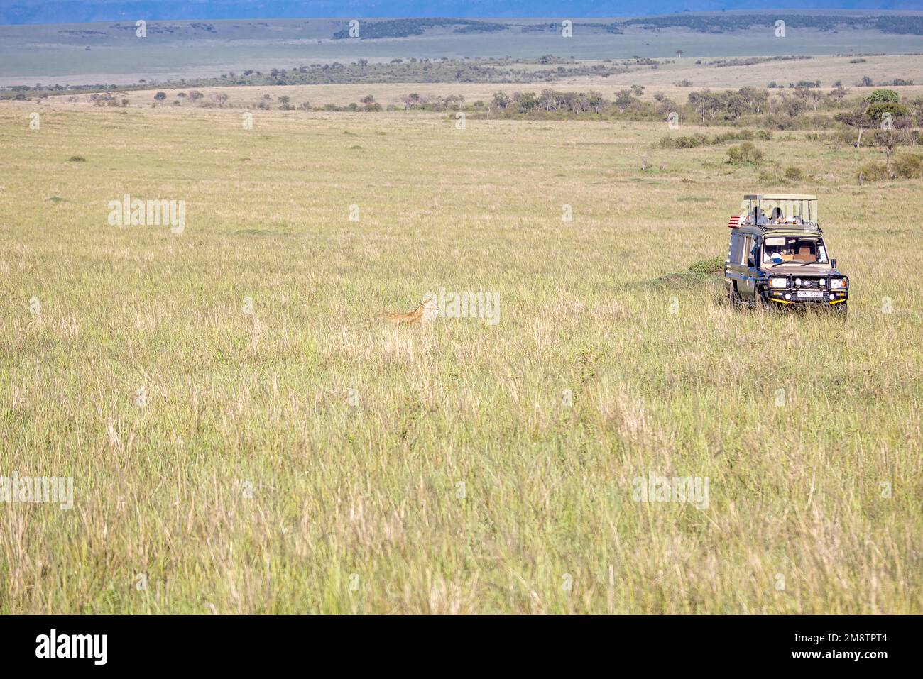 Safari jeep makes its way through plains Stock Photo
