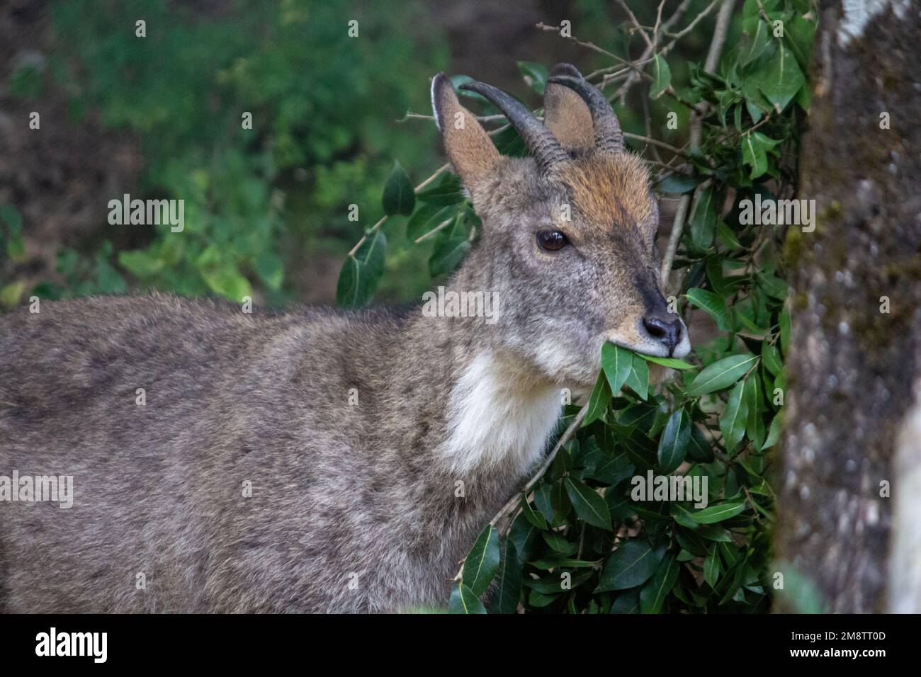 A closeup of a Himalayan goral (Naemorhedus goral)  eating green plant leaves Stock Photo