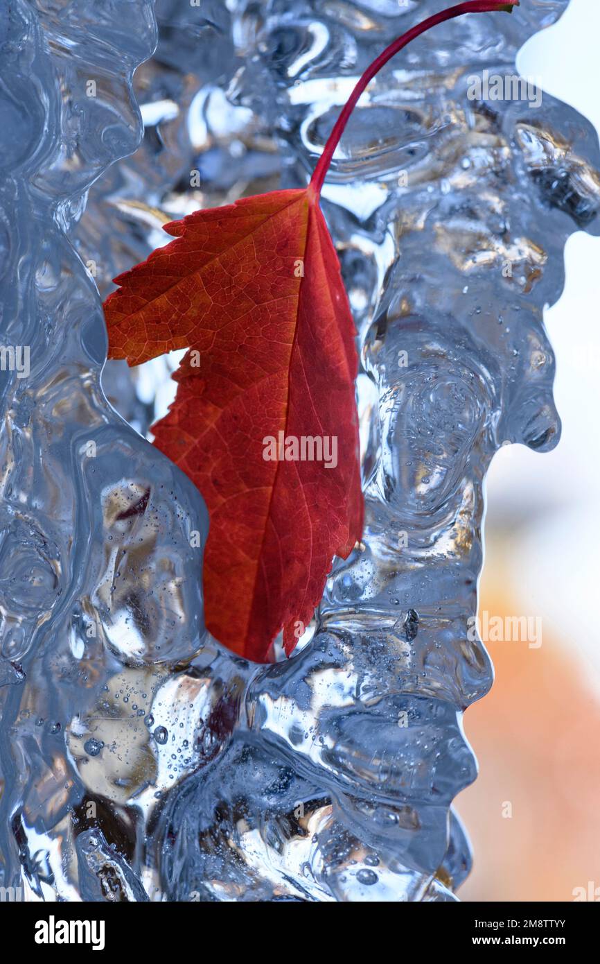 Close-up of autumn leaves and icicles from the acer negundo tree. Also known as box elder, boxelder maple, ash-leaved maple, and maple ash Stock Photo