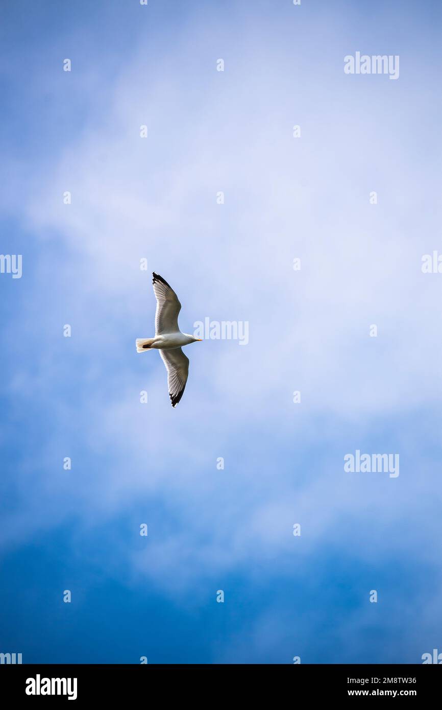 Seagull flying in a blue sky with white clouds Stock Photo