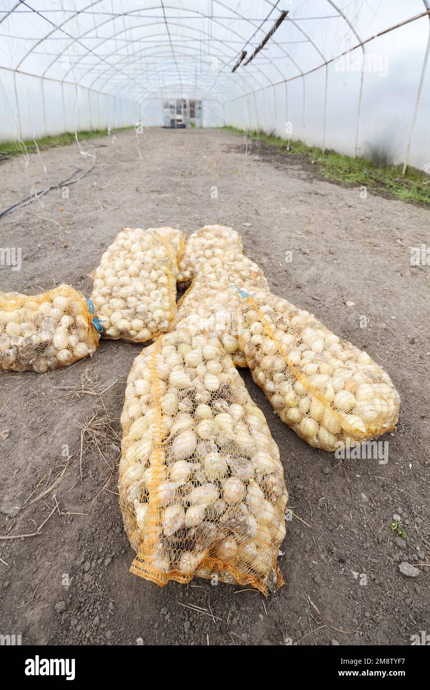 Organic onion packed in bags in a greenhouse, selective focus Stock