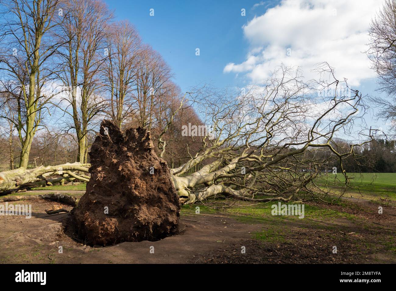 Liverpool, UK: Uprooted tree following storm damage from high winds in Calderstones Park . Stock Photo