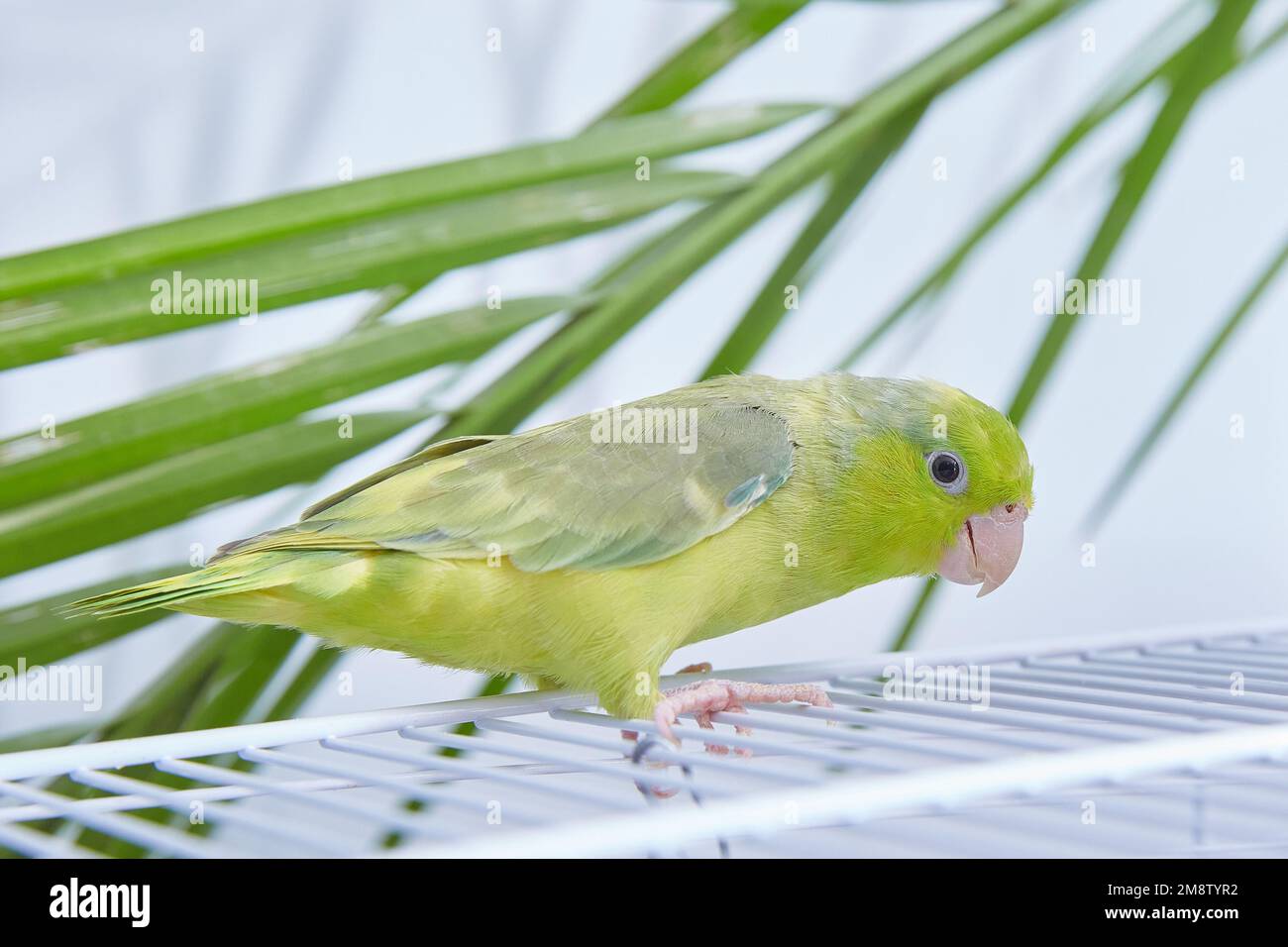 Forpus green, caged parrot with a green palm tree in the background. Stock Photo