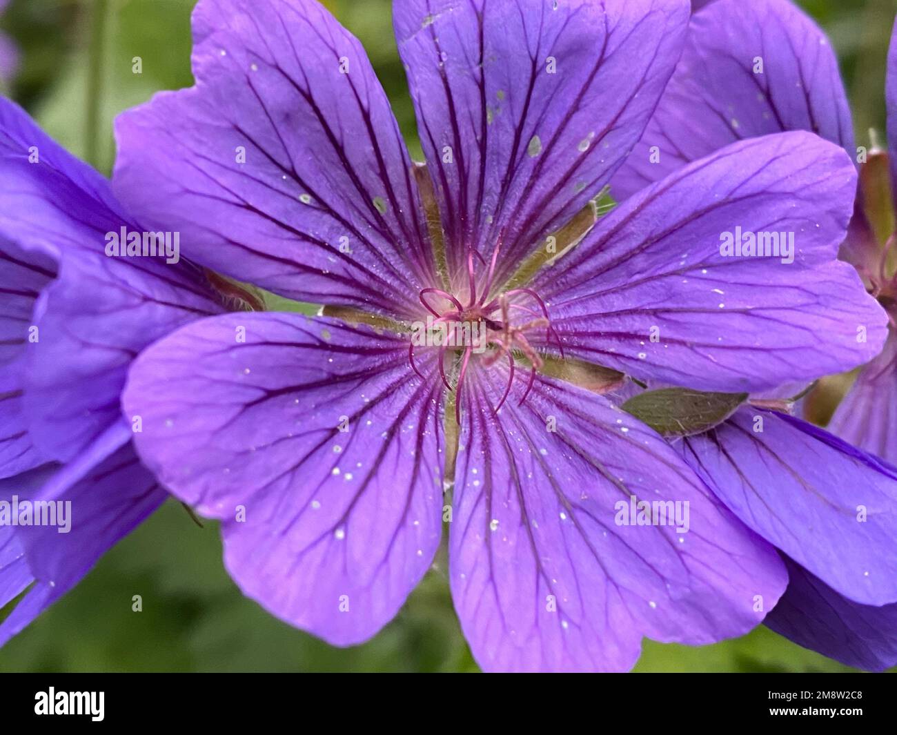 Purple Cranesbill Flower (Geranium x magnificum) Stock Photo