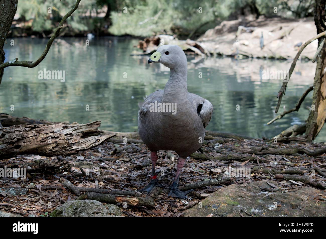 the cape barren goose is a grey bird with a white forehead and yellow beak Stock Photo