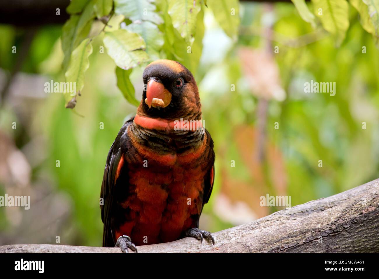 The dusky lory has two color phases. The orange and yellow variants both have a golden-brown crown, an orange collar, and a white rump. Stock Photo