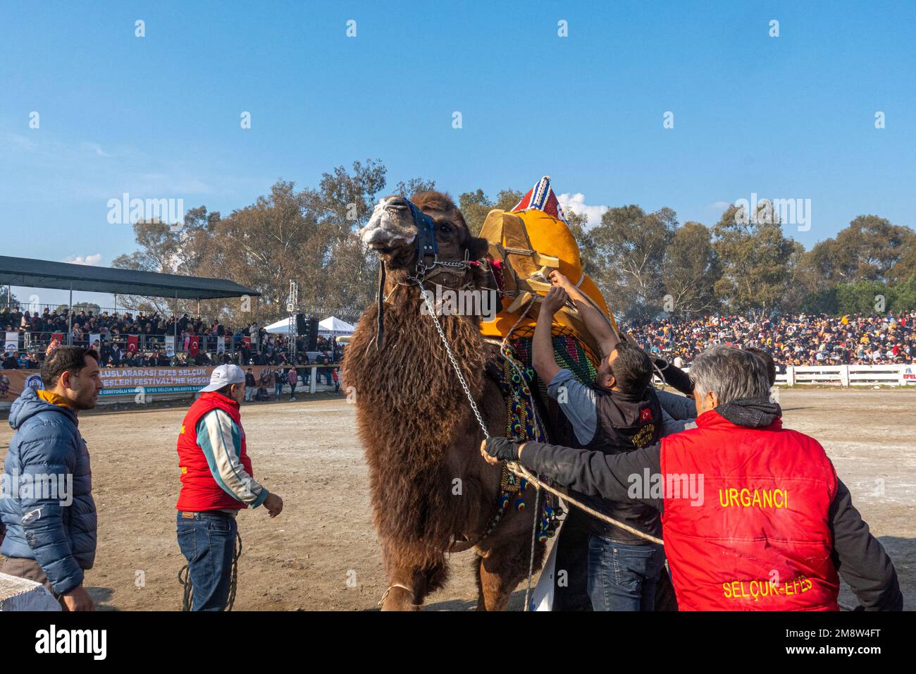 Camel handlers at 2023 Annual Camel Wrestling Championship in Selcuk,Turkey Stock Photo