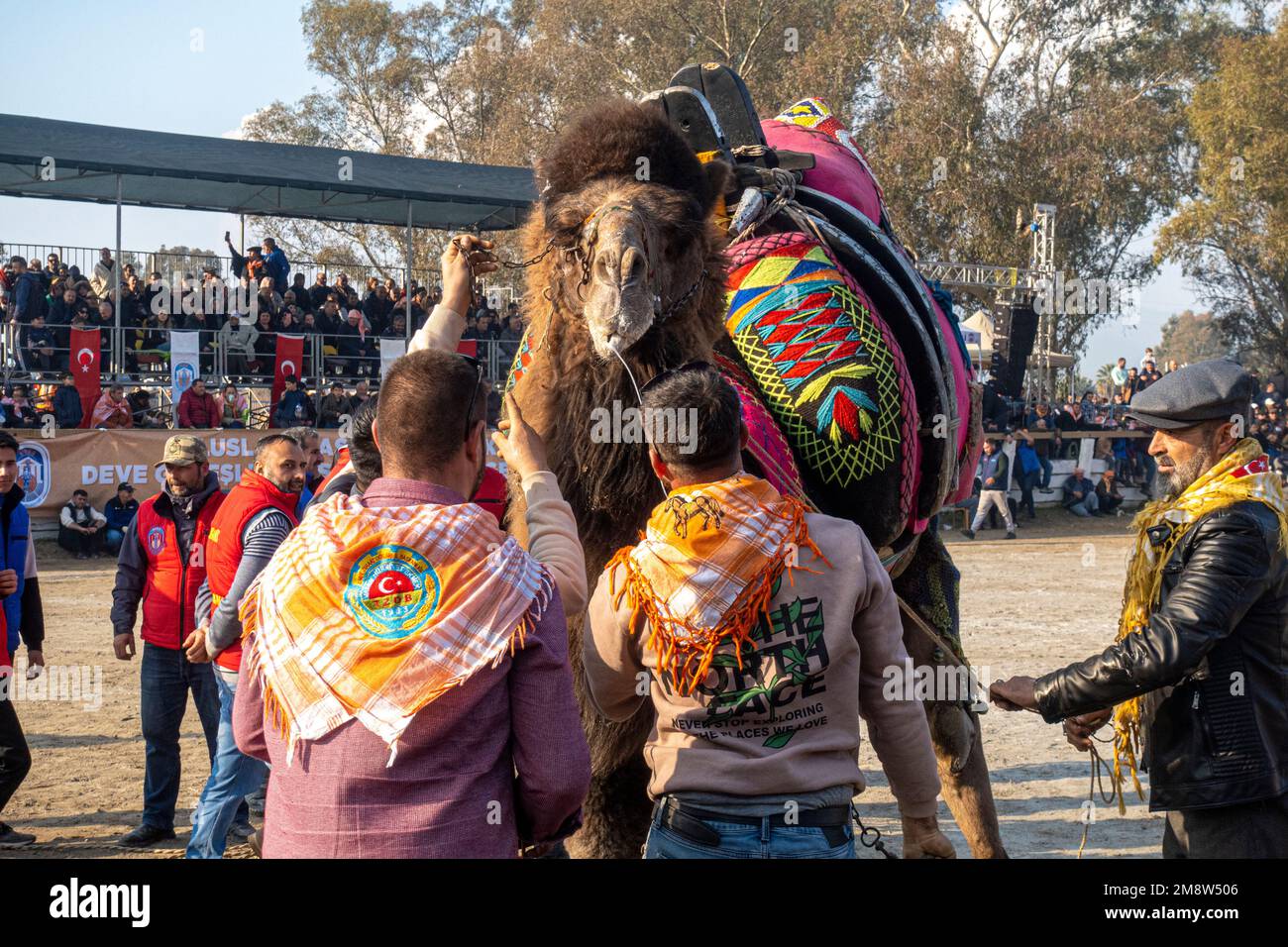 Camel handlers in traditional neckerchievs scarves manage a male camel at 2023 Annual Camel Wrestling Championship in Selcuk,Turkey Stock Photo