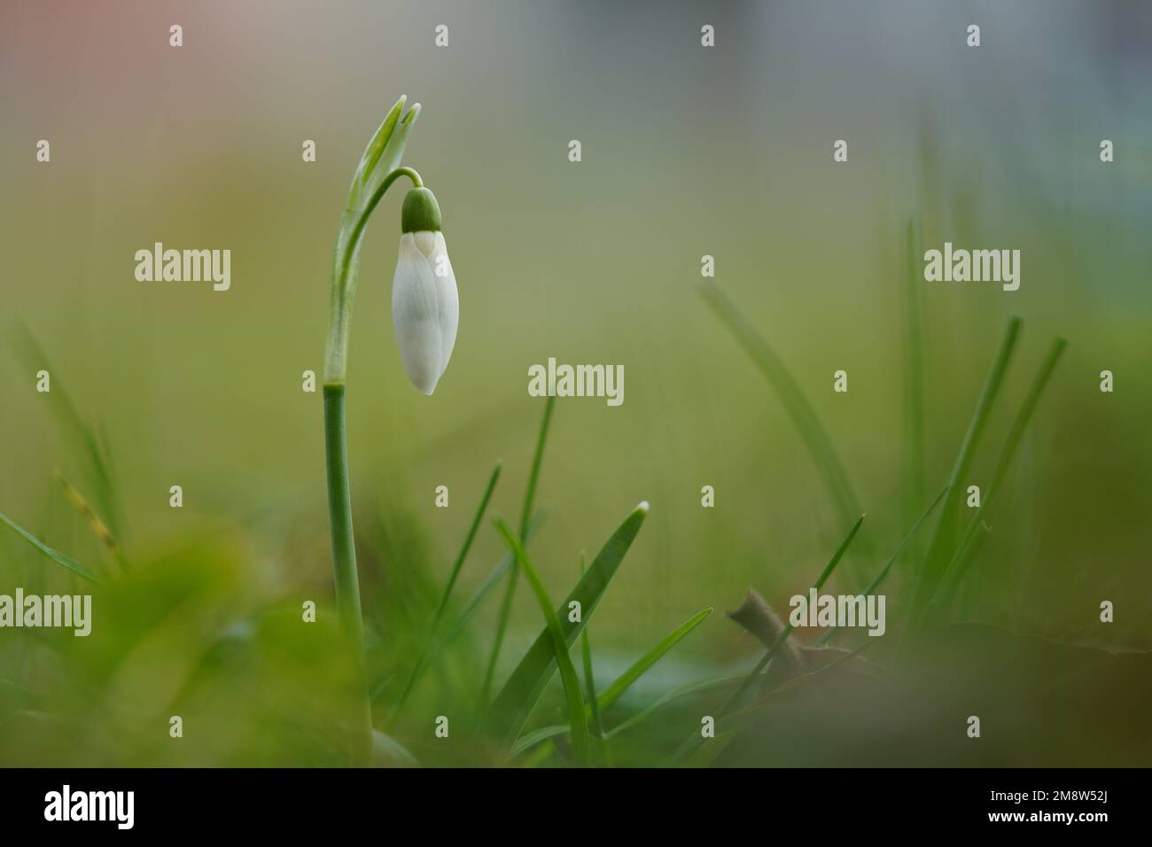 Snowdrop - Schneeglöckchen Stock Photo