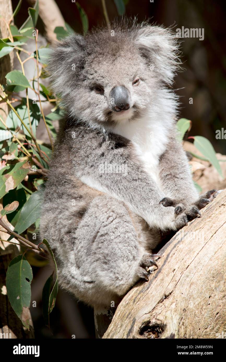 the koala are usually grey-brown in colour with white fur on the chest, inner arms, ears and bottom.they have large round head, big furry ears and big Stock Photo