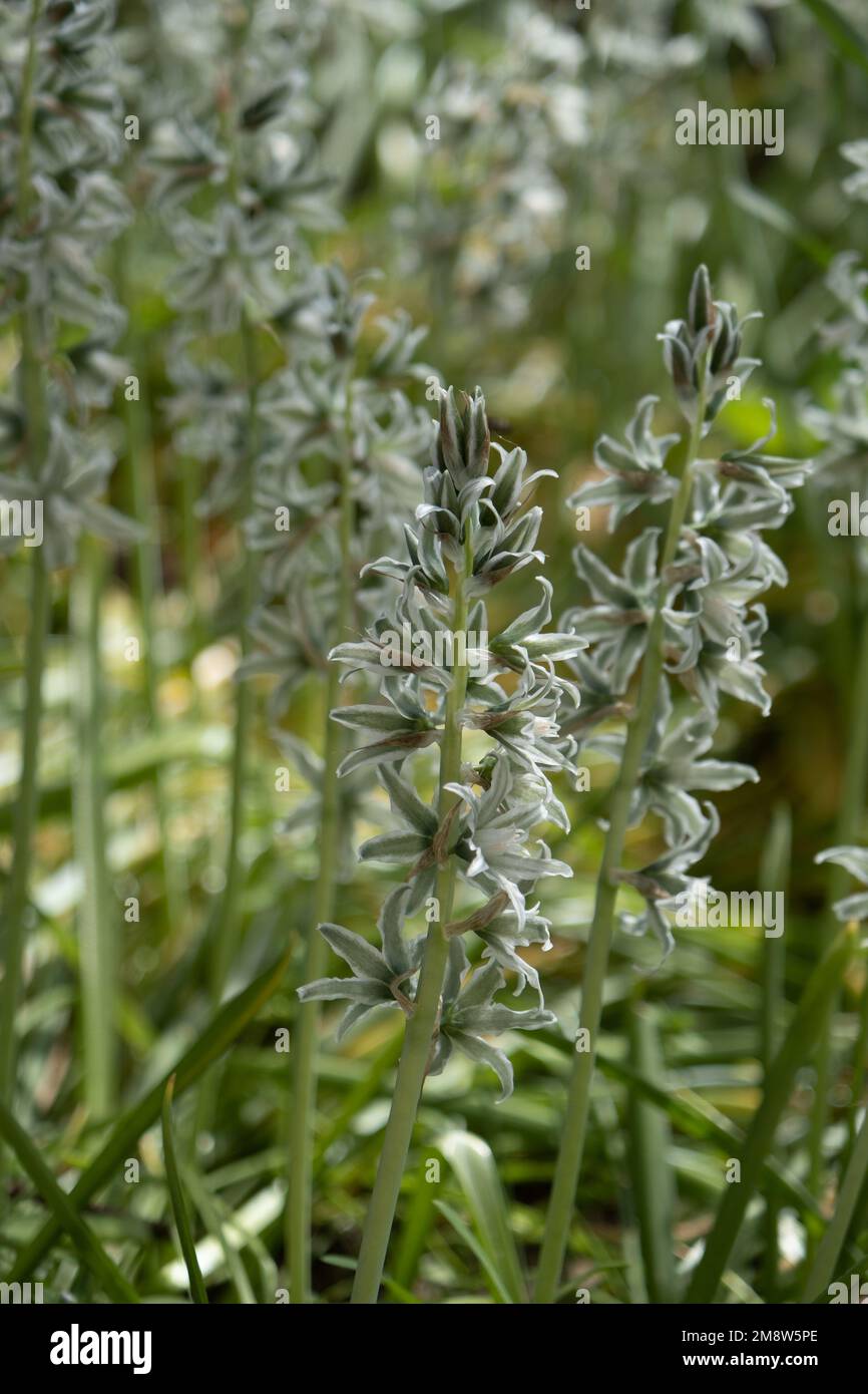 Ornithogalum boucheanum in the nature. Blossoms of the Star-of-Bethlehem plant - Ornithogalum boucheanum Stock Photo