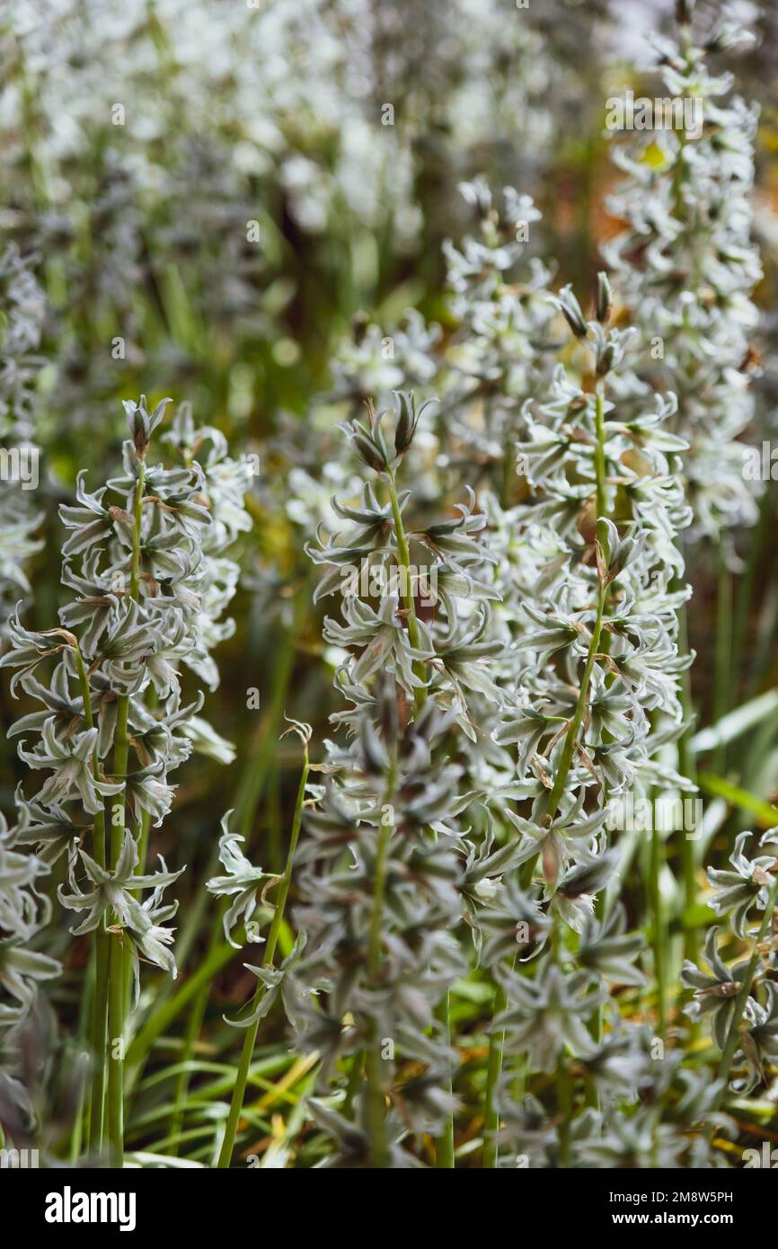Ornithogalum boucheanum in the nature. Blossoms of the Star-of-Bethlehem plant - Ornithogalum boucheanum Stock Photo