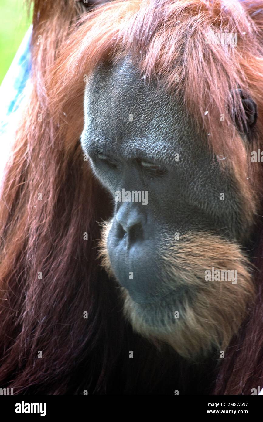 the orangutan has long red hair with a grey face and long arms to swing from trees Stock Photo - Alamy the orangutan has long red hair with a grey face and long arms to swing from trees Stock Photo - Alamy
