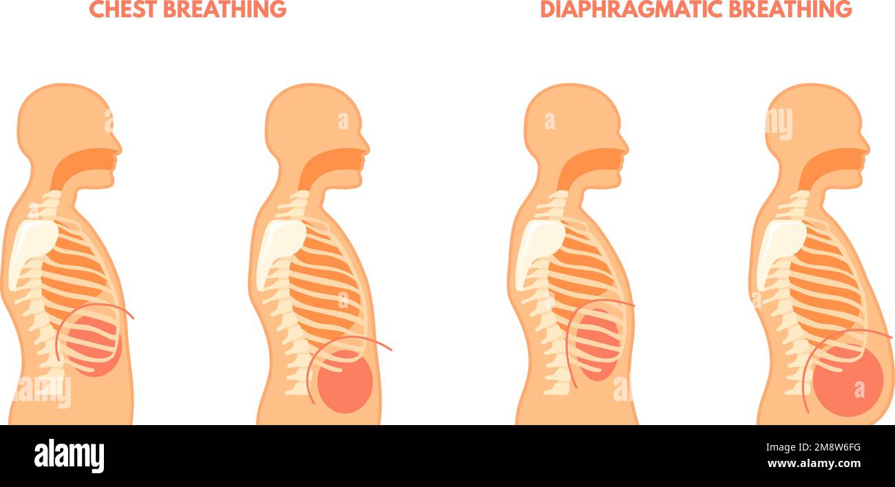 Diaphragmatic breathing. Pulmonary exercises chest and abdominal breath