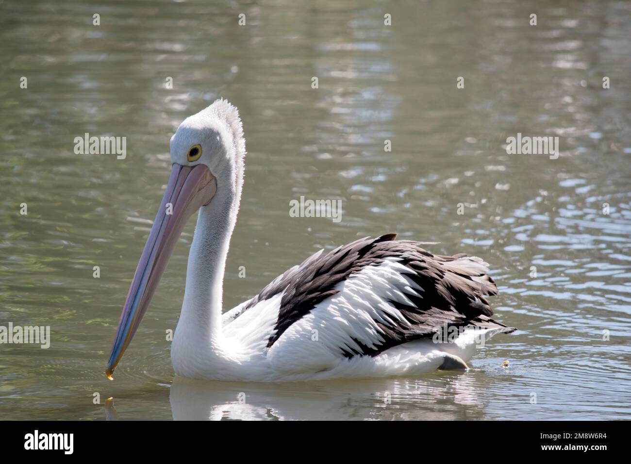 the Australian pelican is black and white seabird with a large pink bill Stock Photo