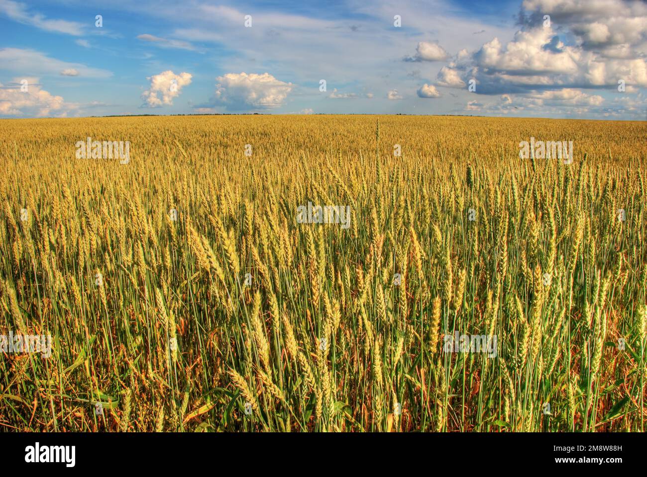 Blue sky with clouds and wheat field Stock Photo - Alamy