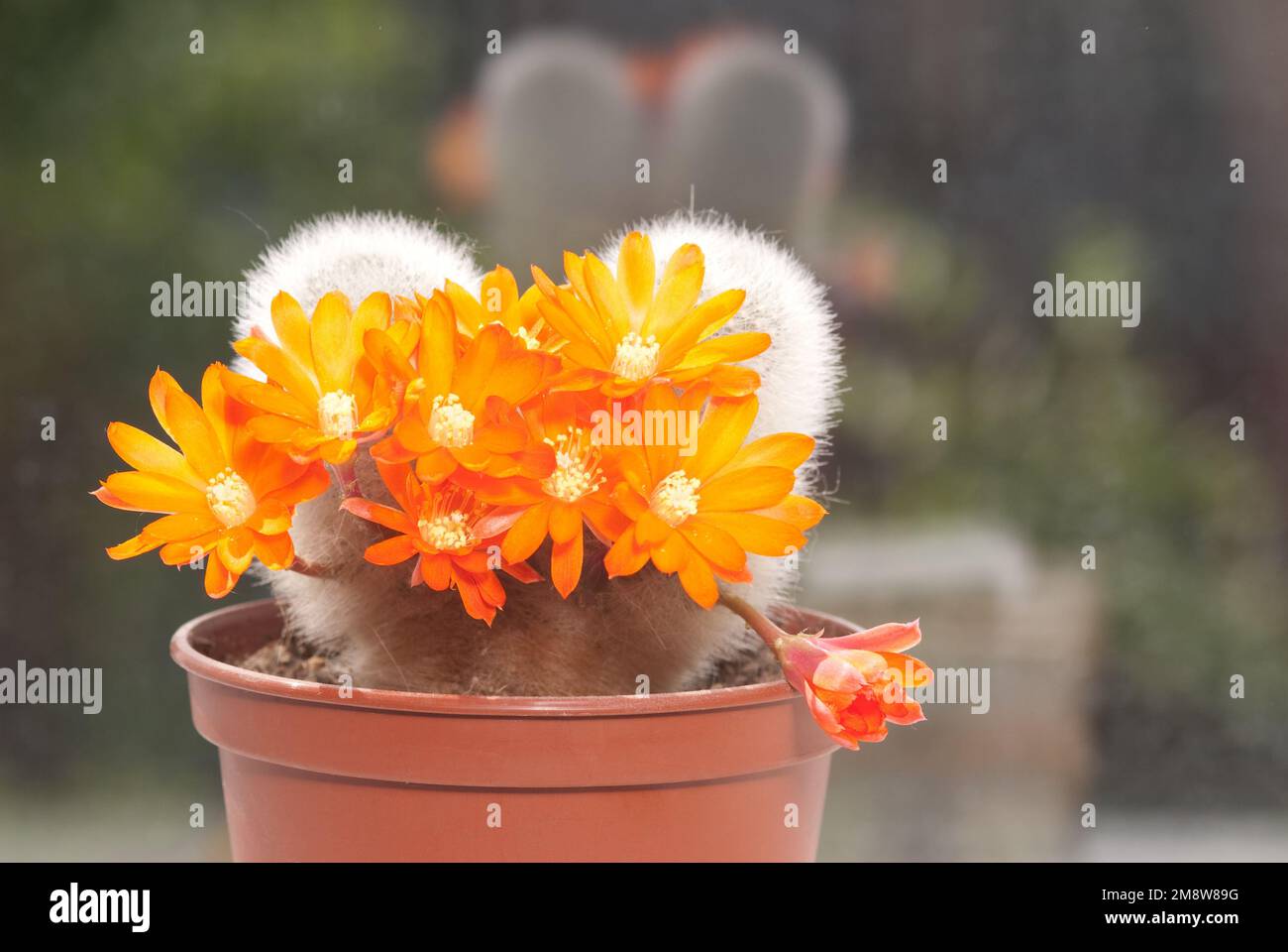 Indoor cactus ( es cacti) flower spring blossom Stock Photo Alamy