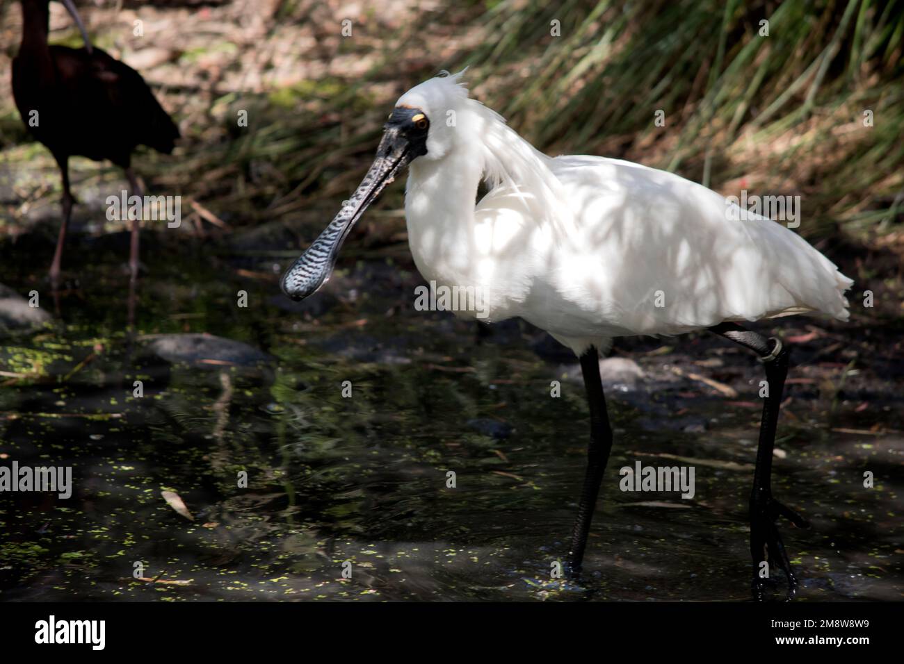 the royal spoonbill is a tall waterbird standing in a lake Stock Photo ...