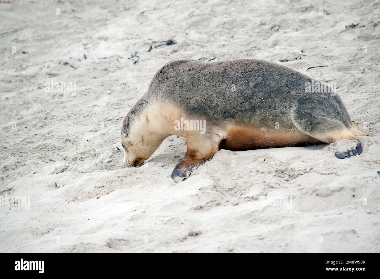 the sealion is white on the bottom and grey on top Stock Photo