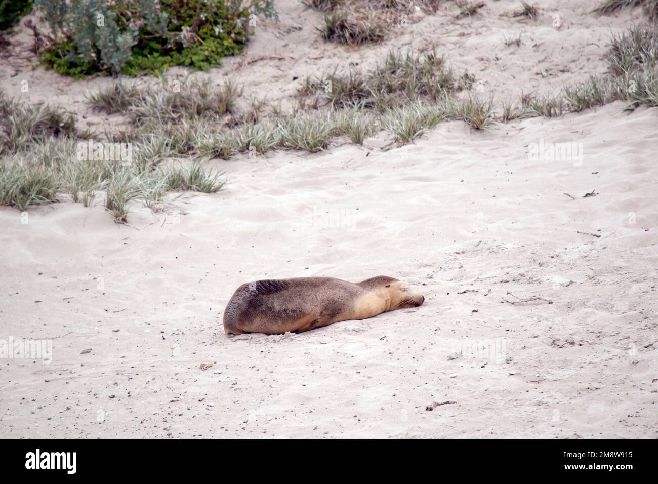 the sea lion pup is resting on the beach at sea bay Stock Photo