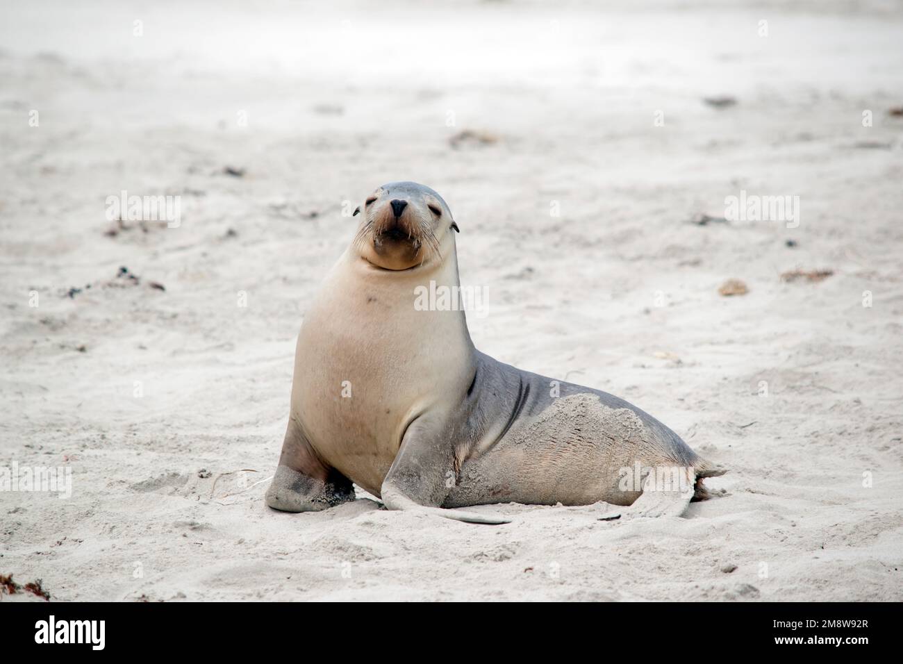 the sea lion pup is white on the bottom and grey on top Stock Photo