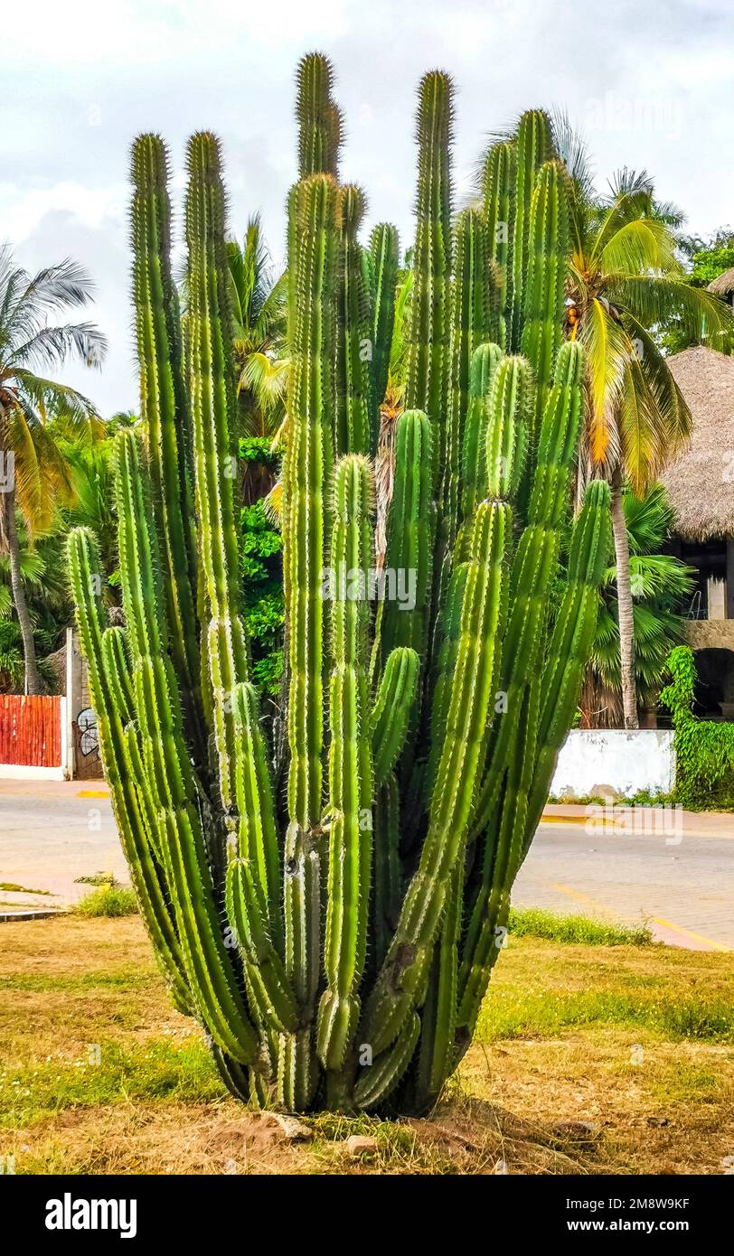 Tropical cacti cactus plants natural jungle in Zicatela Puerto Escondido  Oaxaca Mexico Stock Photo - Alamy