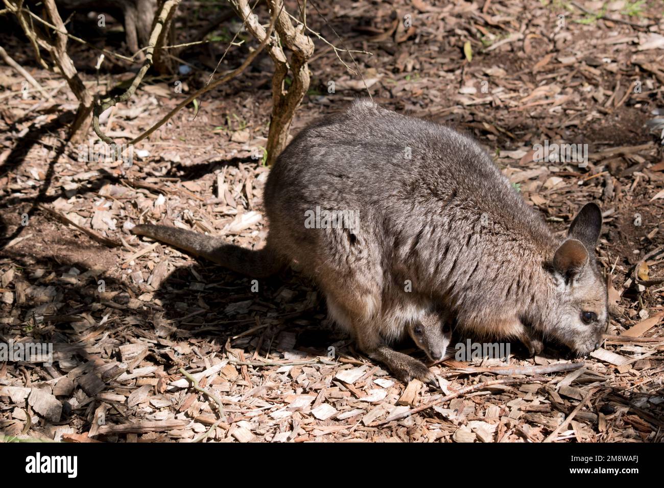 the tammar wallaby is tan and grey with a white cheek stripe Stock ...