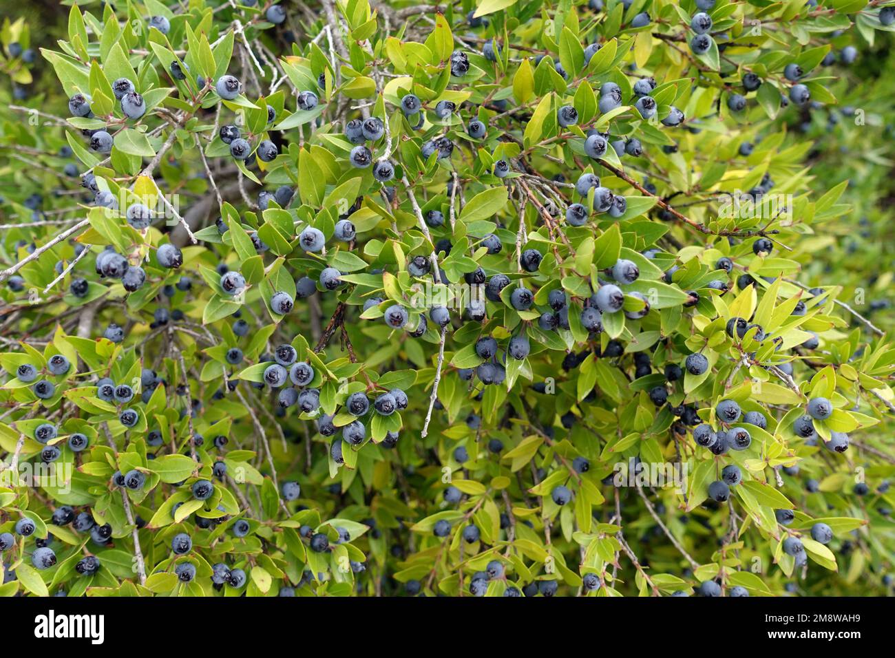 Wild myrtle tree branches with blue berries. Stock Photo