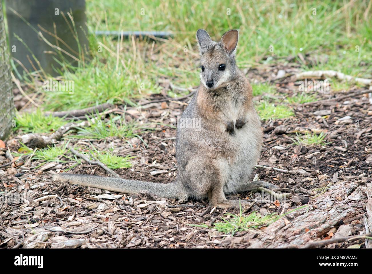 the tammar wallaby is a small marsupial, its body is mainly grey with tan shoulders and a white face stripe Stock Photo