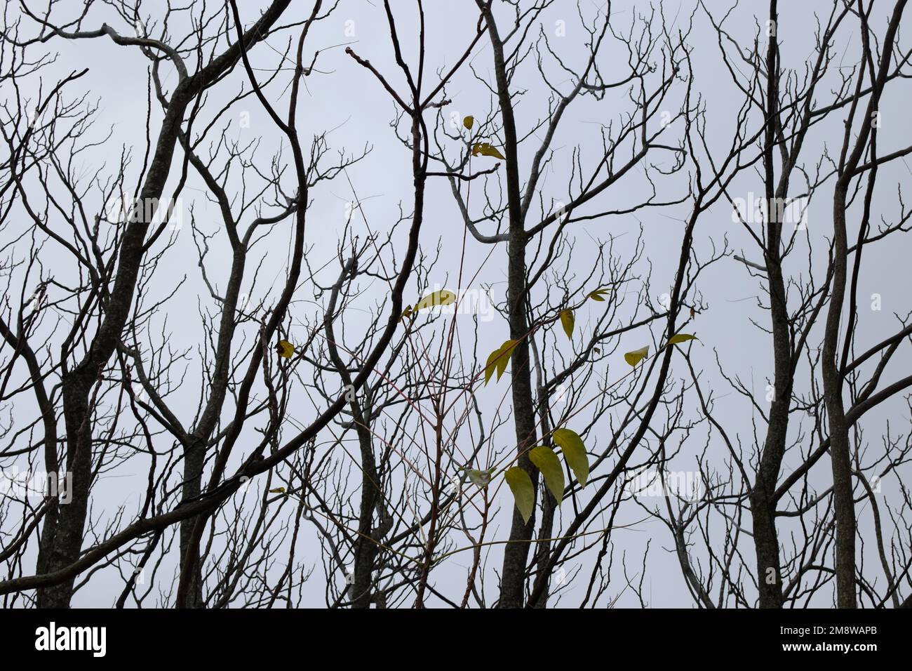 Trees with yellow leaves hi-res stock photography and images - Alamy
