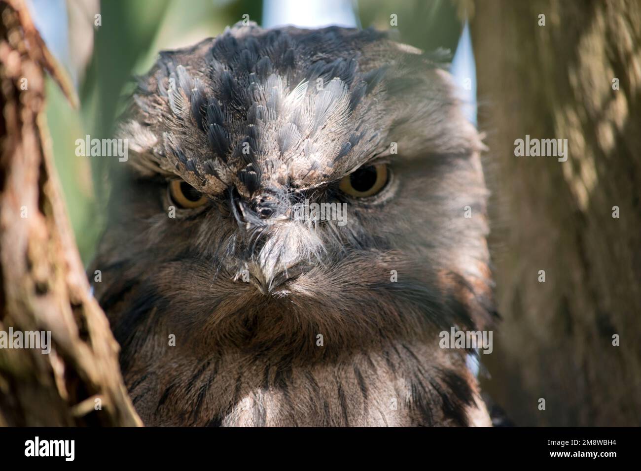 Tawny frogmouths have greyish feathers, lighter below, streaked with darker grey and some reddish tints. Their large eyes have a yellow iris, and the Stock Photo