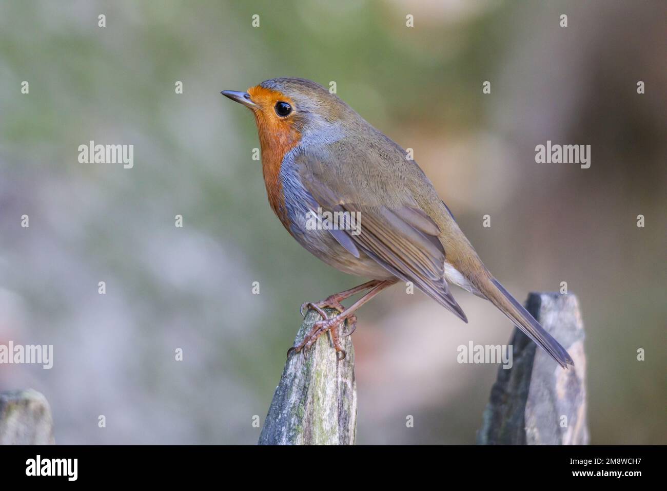 A shallow focus shot of a european robin perched on a fence Stock Photo