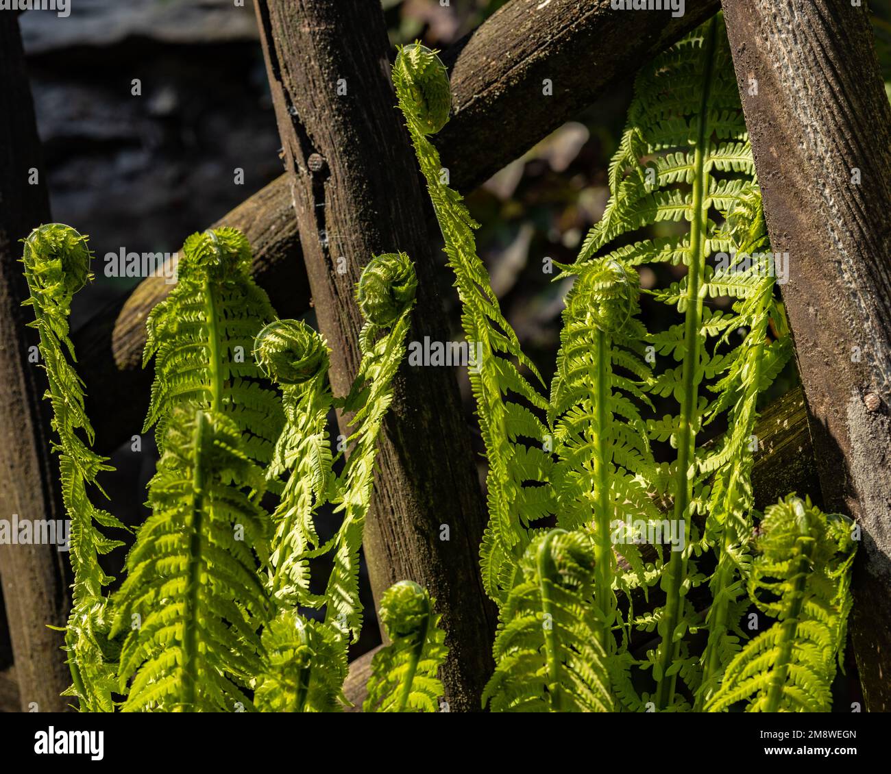 young fern with ringlets near a wooden fence Stock Photo