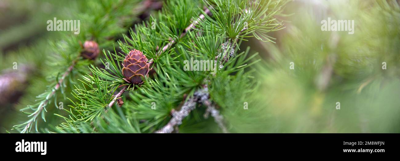 Japanese larch. Fresh green leaves of Japanese larch, Larix kaempferi in summer. Larch cones on a branch. Stock Photo