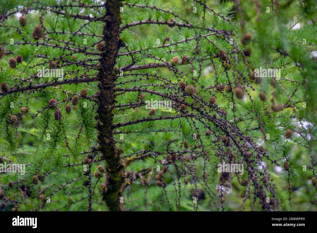 Japanese larch. Fresh green leaves of Japanese larch, Larix kaempferi in summer. Larch cones on a branch. Stock Photo